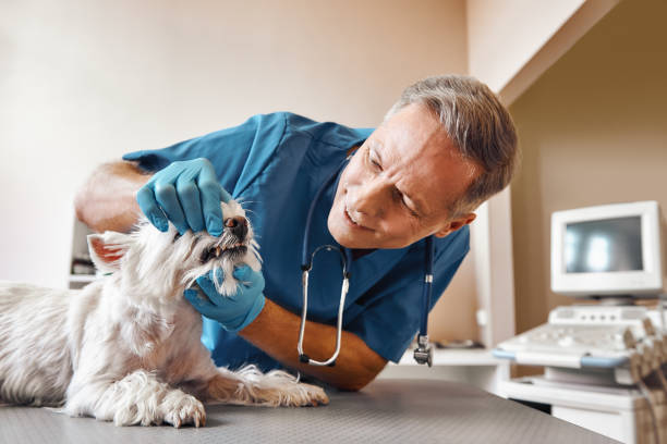 Best Weekend Emergency Dentist in Reynoldsville, PA